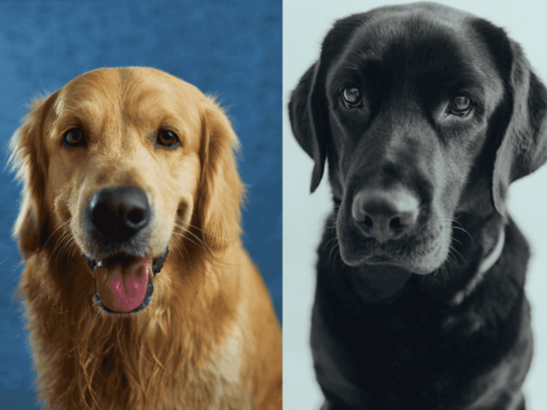Golden retriever et labrador : quelles différences ?